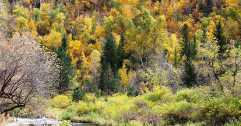 Take This Gorgeous Fall Foliage Road Trip To See South Dakota Like Never Before