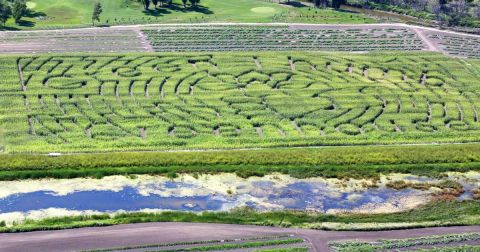 Get Lost In These 4 Awesome Corn Mazes In North Dakota This Fall