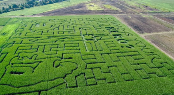 Get Lost In These 9 Awesome Corn Mazes In Illinois This Fall