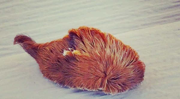 The Dangerous Puss Caterpillar Has Venomous Spines In Its Fur And It’s Been Spotted Recently In South Carolina