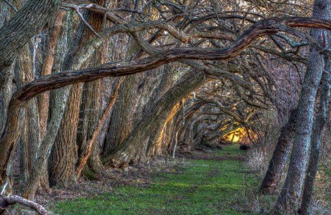 There's Nothing Quite As Magical As The Tunnel Of Trees You'll Find At Wye Island NRMA In Maryland
