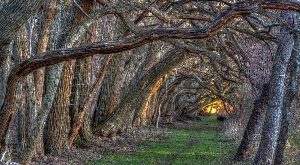 There’s Nothing Quite As Magical As The Tunnel Of Trees You’ll Find At Wye Island NRMA In Maryland