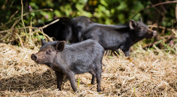 South Carolina’s Wild Pig Population Has Spread Into All 46 Counties And The Numbers Are Disturbingly High