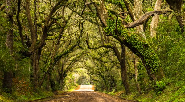 There’s Nothing Quite As Magical As The Tunnel Of Trees You’ll Find At Botany Bay In South Carolina