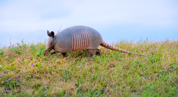 More And More Nine-Banded Armadillos Are Being Spotted In North Carolina And Here’s What You Should Know