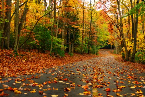 When And Where To Expect West Virginia's Fall Foliage To Peak This Year