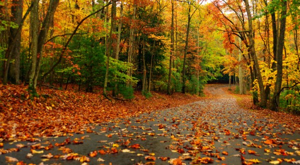 When And Where To Expect West Virginia’s Fall Foliage To Peak This Year