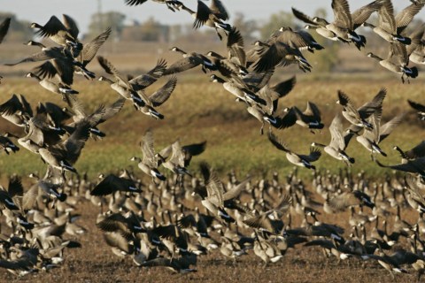 See The Sky Go Dark With Clouds Of Waterfowl On Wisconsin’s 50-Mile Horicon Marsh Auto Tour