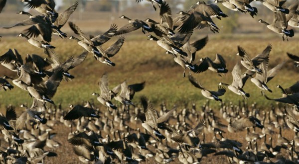 See The Sky Go Dark With Clouds Of Waterfowl On Wisconsin’s 50-Mile Horicon Marsh Auto Tour