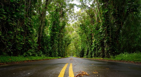 There’s Nothing Quite As Magical As The Tunnel Of Trees You’ll Find At Kauai’s Tree Tunnel In Hawaii