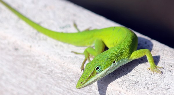 9 Things You May Not Know About The Cute Carolina Anole That Lives In South Carolina