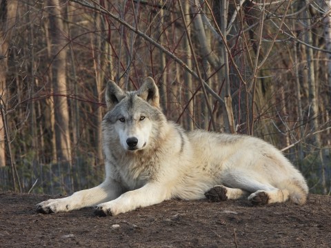 Spend The Day With Arctic Wolves At The Shalom Wildlife Zoo In Wisconsin