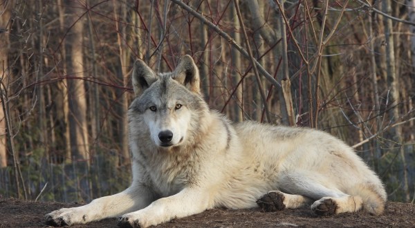 Spend The Day With Arctic Wolves At The Shalom Wildlife Zoo In Wisconsin