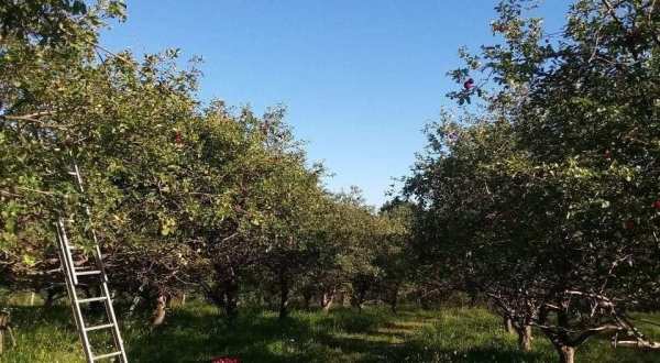 Sample 46 Delicious Apple Varieties In Wisconsin’s Hilltop Apple Capital