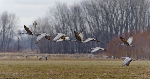 See Thousands Of Sandhill Cranes As They Migrate Through Indiana's Marshes At Jasper-Pulaski Wildlife Area