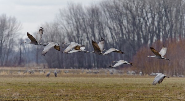 See Thousands Of Sandhill Cranes As They Migrate Through Indiana’s Marshes At Jasper-Pulaski Wildlife Area