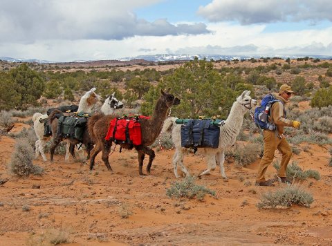 You Can Go Camping With Alpacas At Llama2boot LLC in Utah