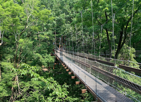 One Of The Longest Elevated Canopy Walks In Ohio Can Be Found At Holden Arboretum