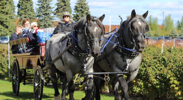 Fantail Farm In Michigan Offers Fantastic Horse-Drawn Wagon Rides In Every Season