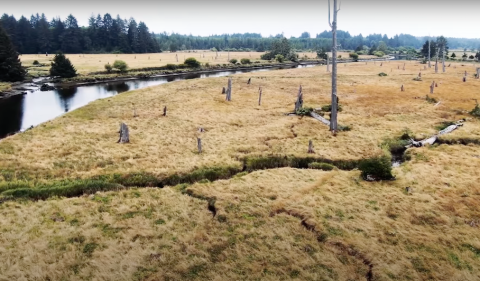 The Ghost Forest Along The Washington Coast You Have To See To Believe