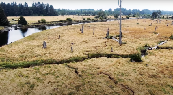 The Ghost Forest Along The Washington Coast You Have To See To Believe