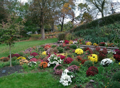 The Mums Will Soon Be In Bloom At Beautiful Seamon Park In New York