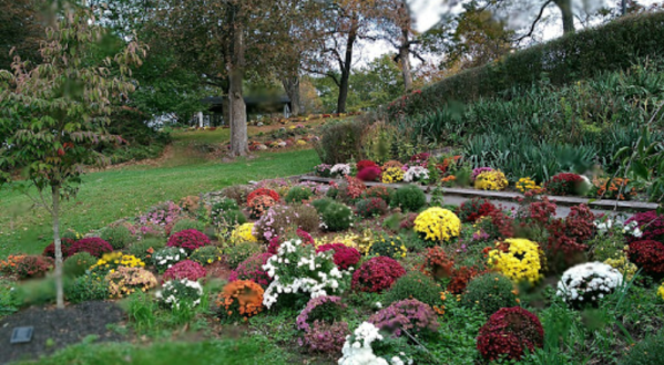 The Mums Will Soon Be In Bloom At Beautiful Seamon Park In New York