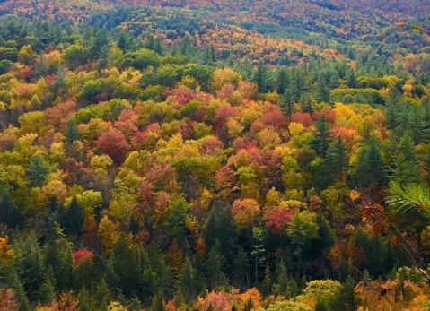 The One-Of-A-Kind Trail In Vermont With A Forest And An Overlook Is Quite The Hike
