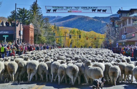 Don't Miss The Big Sheep Parade At The 25th Annual Trailing Of The Sheep Festival In Idaho