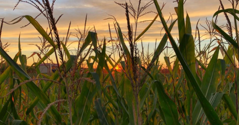 Get Lost In These 8 Awesome Corn Mazes Around Cleveland This Fall