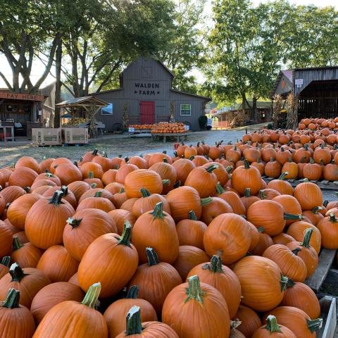 Pick Your Own Pumpkins This Fall At The Walden Pumpkin Farm Near Nashville