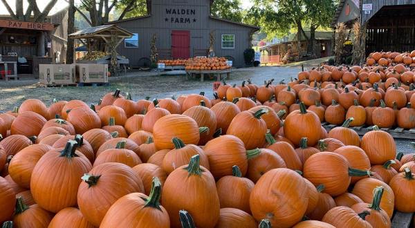 Pick Your Own Pumpkins This Fall At The Walden Pumpkin Farm Near Nashville