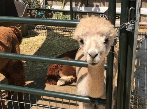 Cuddle The Most Adorable Rescued Farm Animals At The Farm At Gardner Village In Utah