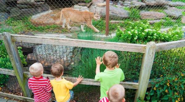 One Of The Smallest Zoos In The Nation Is Hiding Right Here In Kansas And It’s Incredible