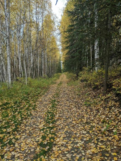 Hike The Skyline Ridge After Hours Trail And Watch The Leaves Change In The Aspen Forest In Alaska
