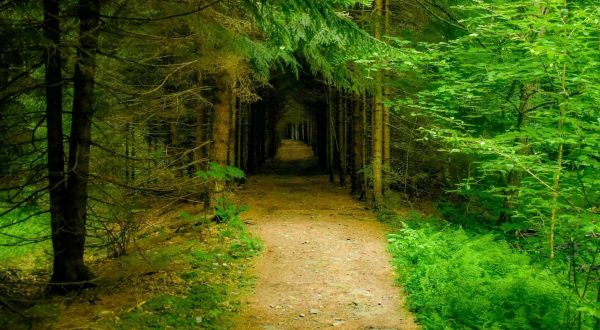 The Seneca Creek Trail Features A Tunnel Of Trees In West Virginia And It’s Positively Magical