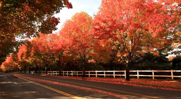 Take A 2-Hour Drive Through Oregon To See This Year’s Beautiful Fall Colors