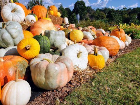 Enjoy Scarecrows, Pumpkins, Nature Walks And More At This Alabama Garden Festifall