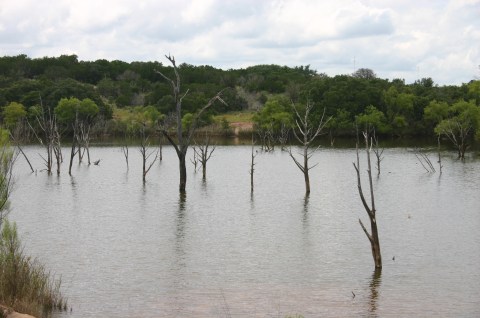 The Ghost Forest At This Texas State Park You Have To See To Believe