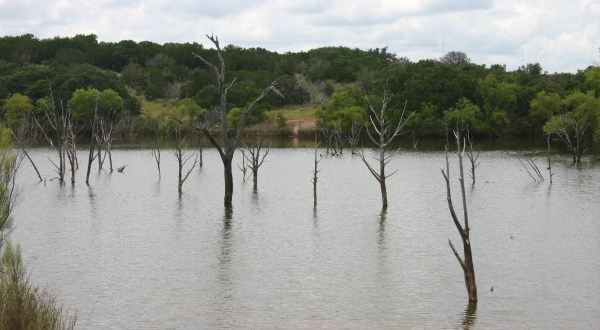 The Ghost Forest At This Texas State Park You Have To See To Believe