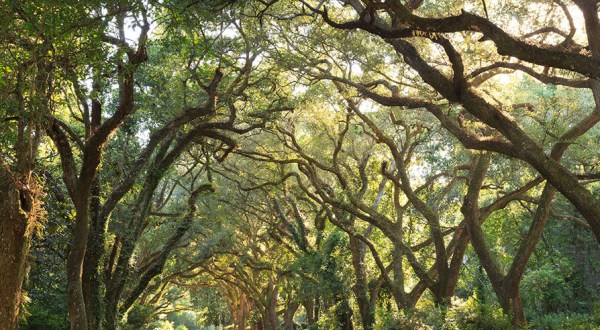There’s Nothing Quite As Magical As The Tunnel Of Trees You’ll Find In Magnolia Springs, Alabama