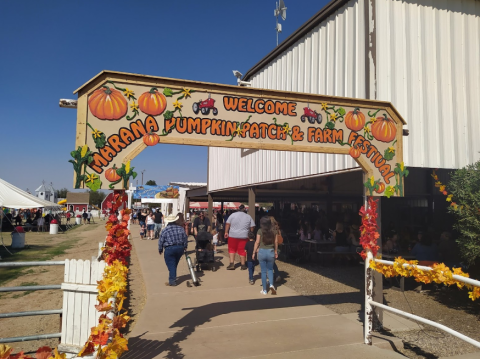 Pick Pumpkins For Just 50 Cents A Pound This Fall At The Marana Pumpkin Patch In Arizona