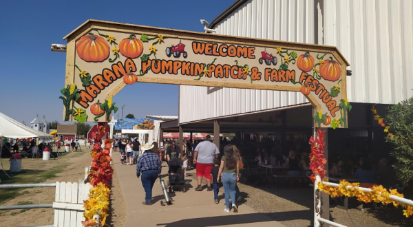 Pick Pumpkins For Just 50 Cents A Pound This Fall At The Marana Pumpkin Patch In Arizona