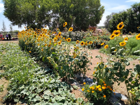 The Sunflower Festival At Mortimer Farms In Arizona Is A Bright And Sunny Day Trip Destination