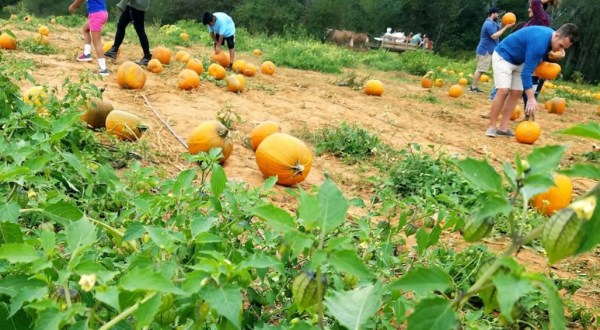 Old Baker Farm In Alabama Was Recently Named The Best Place To Pick A Pumpkin This Fall