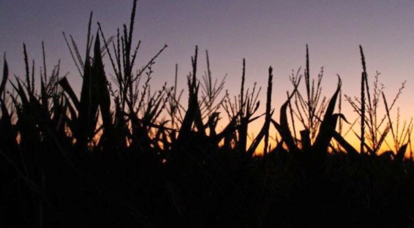 We Dare You To Enter The Most Haunted Corn Maze In Texas This Halloween
