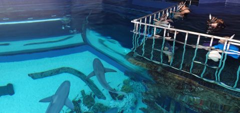 You Can Snorkel With Sharks At The Texas State Aquarium