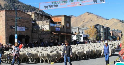 Don't Miss The Big Sheep Parade At The 28th Annual Trailing Of The Sheep Festival In Idaho