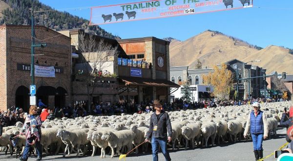 Don’t Miss The Big Sheep Parade At The 28th Annual Trailing Of The Sheep Festival In Idaho