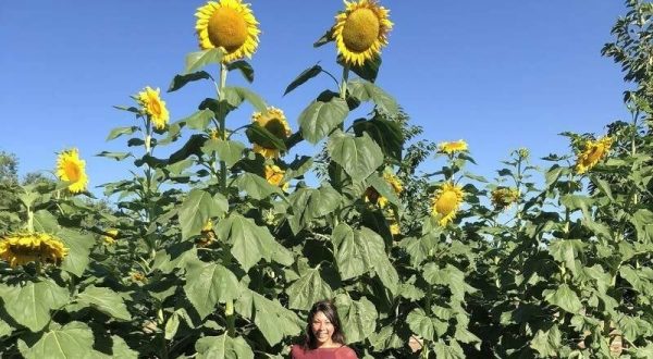 Walk Through 1.5 Acres Of Sunflowers At The Sweet Eats Fruit Farm Sunflower Festival, The Most Beautiful Festival In Texas